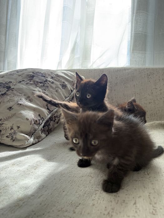Отдадим котят в добрые руки
