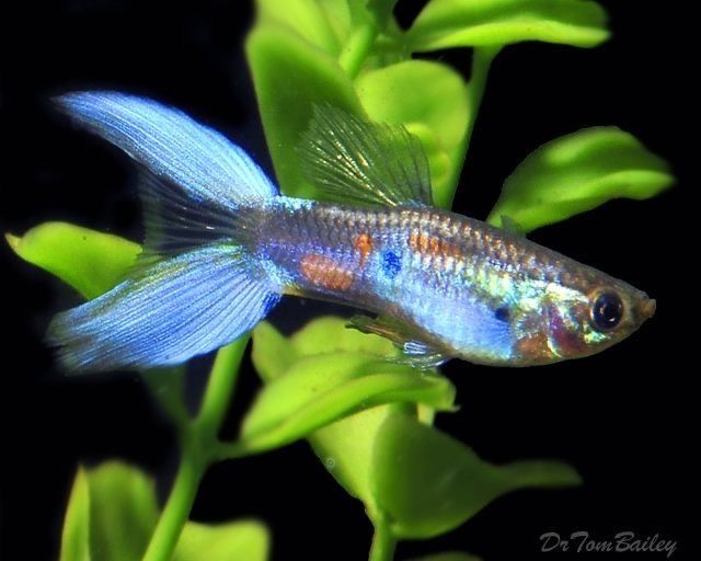 Рыбки гуппи отдам