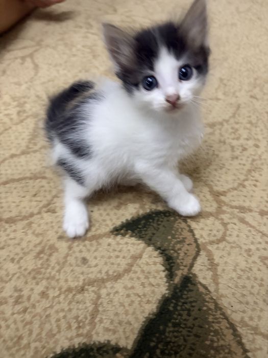 Котята возраст 1 месяц
