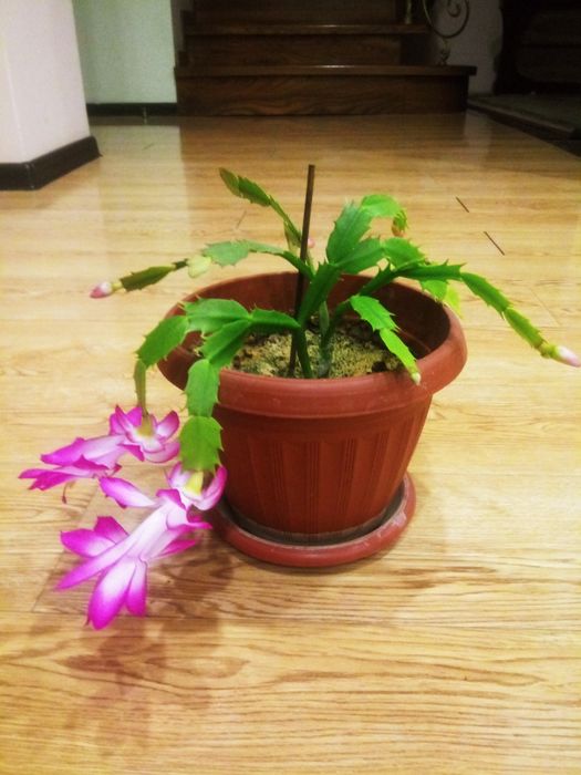 Декабрист - зигокактус