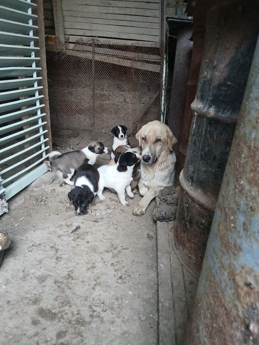 Продаю щенят породы Алабайя 6шт