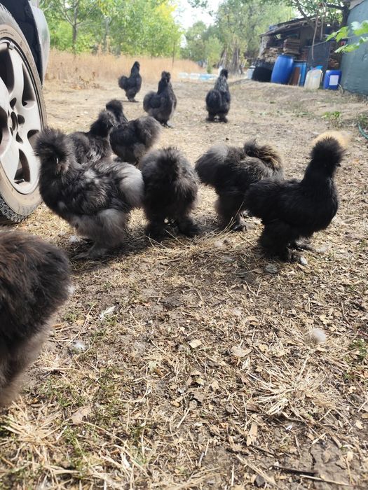 Копринки чифтове