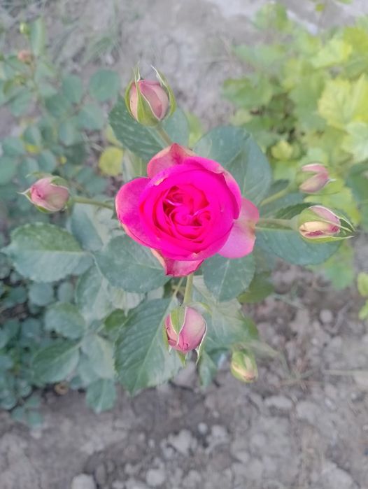 Дехкончилик гарантия качества