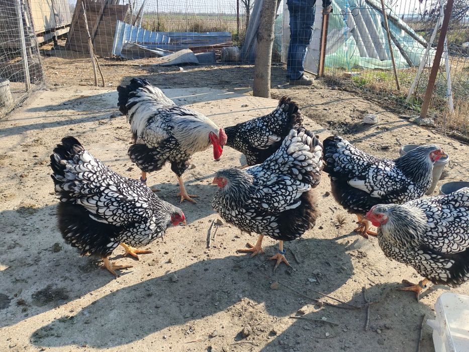 Ouă pt incubat wyandotte argintiu