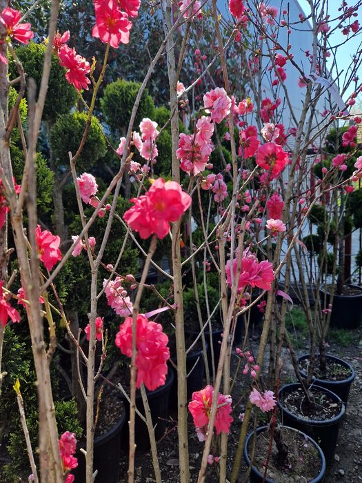 Plante ornamentale