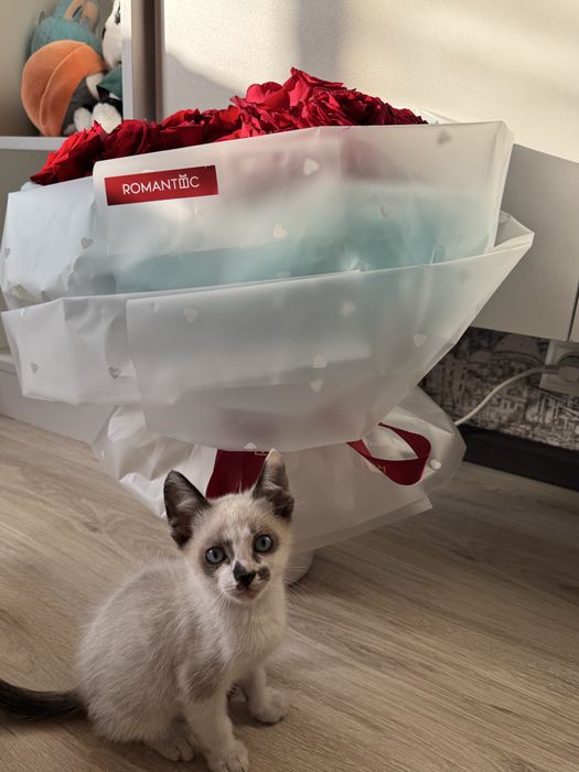 Котята сиамские мальчики в добрые руки!