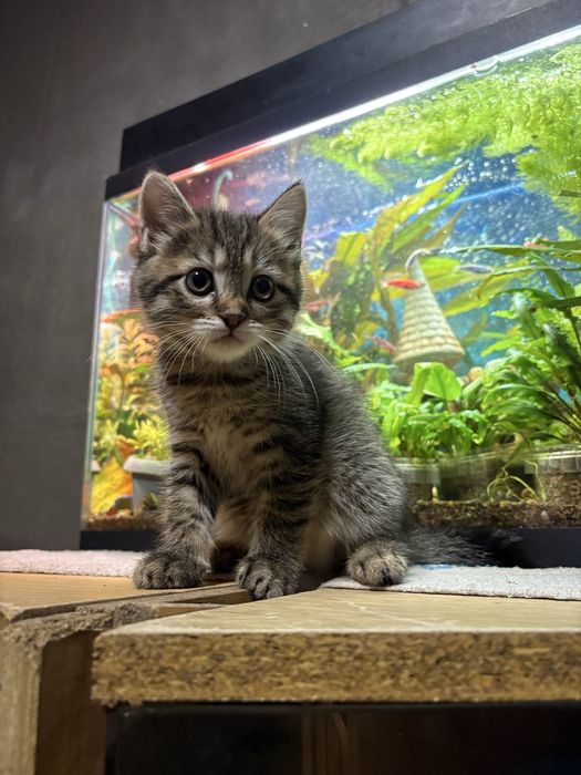 Отдам котят в хорошие руки