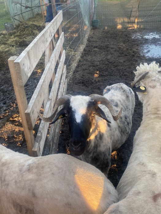 Vand o oie la adoua fatare