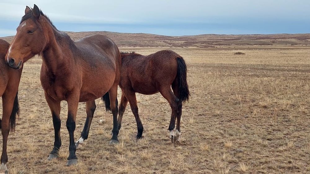 Продам лошадь с жеребчиком
