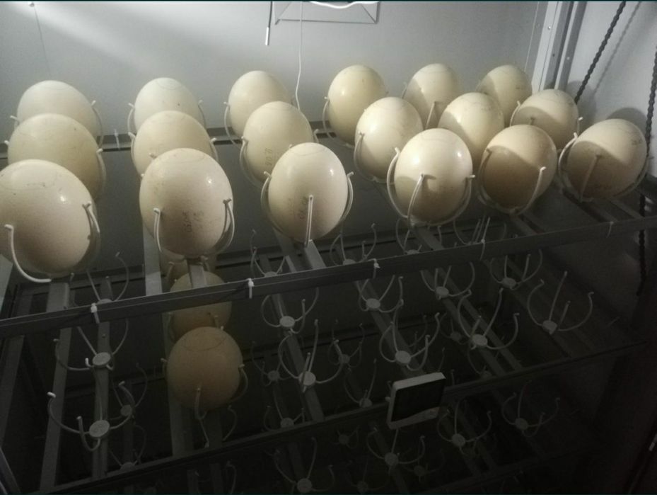 Инкубатон.inqubator