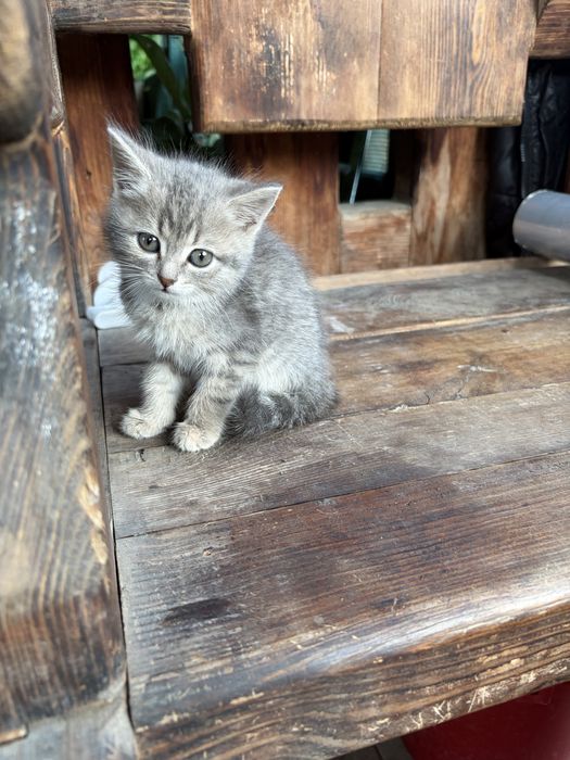 Котята девочки срочно ищут дом!