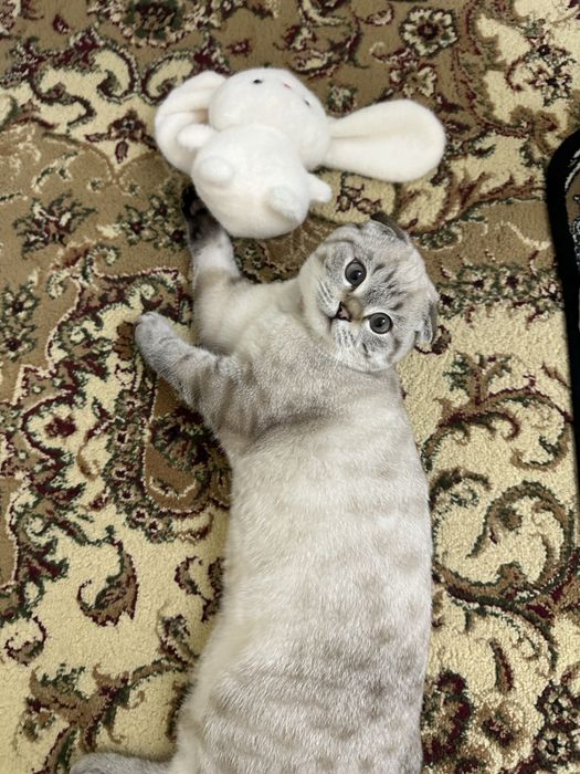 Продам Шотланский вислоухая