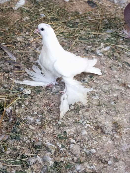 Продам голубей разных цены разные