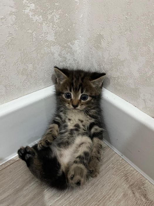 Шотландские кошки