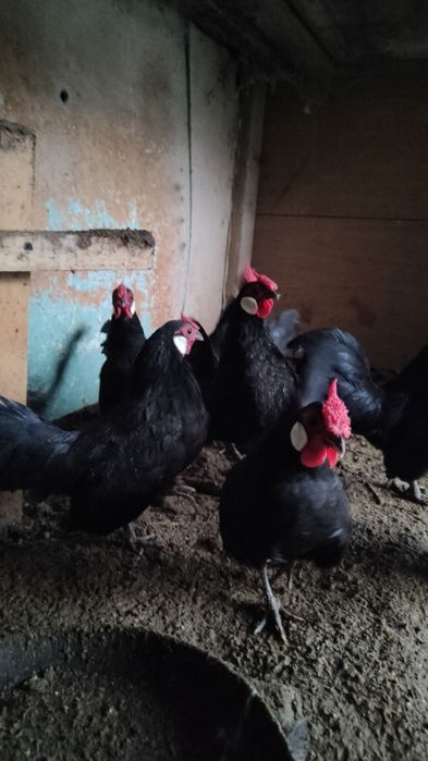 Beltanka zot oq zirak Xo'rozlar sotiladi