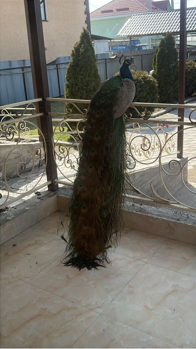 Самец павлина взрослая