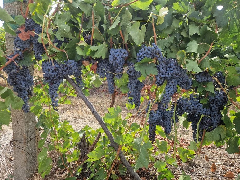 Продавам грозде Мерло и Памид