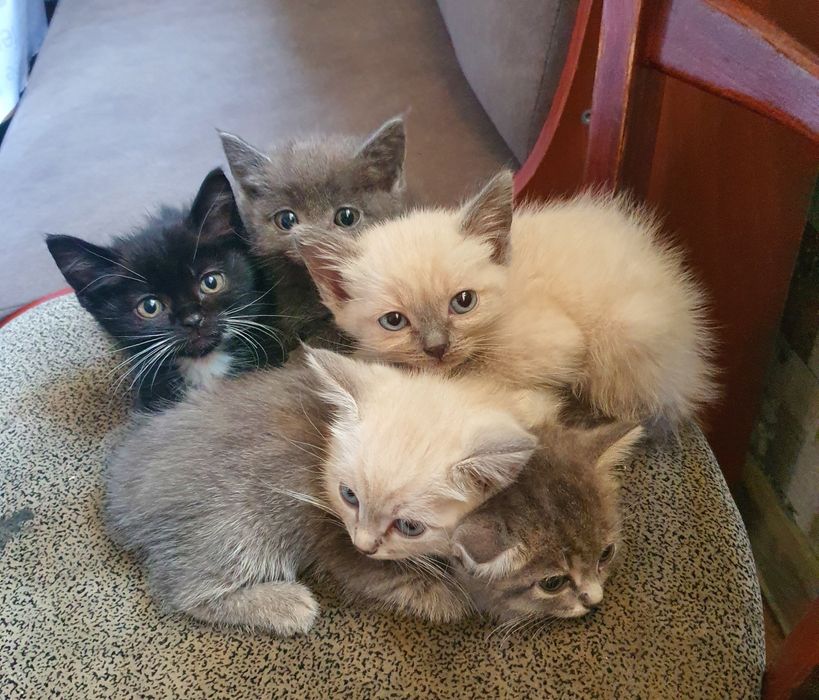 Отдам котят в добрые руки.