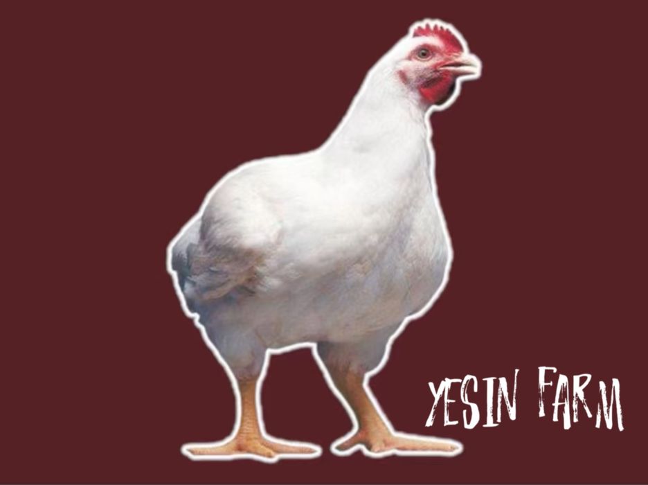 Бройлерные яйца инкубационные РОСС 308 — быстрый рост цыплят