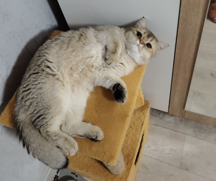 Котёнок Британец Шиншилла кобби типа