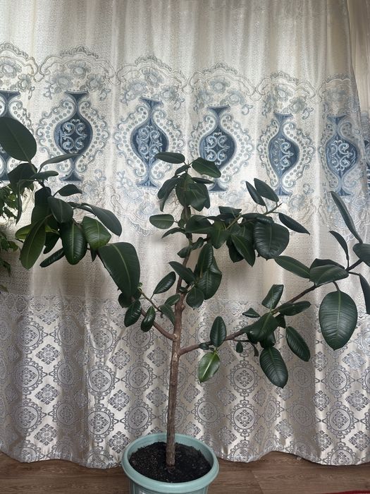 Цветы для дома