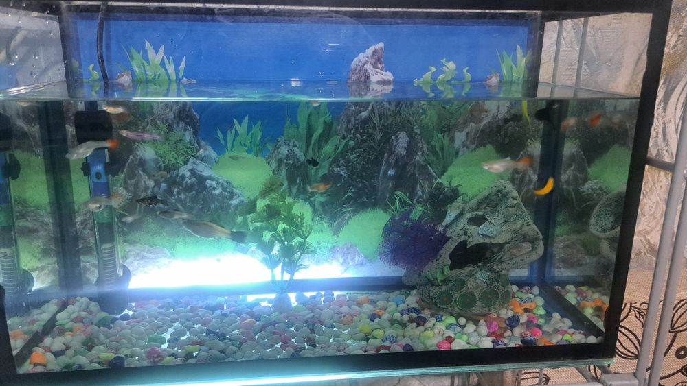 Продам аквариум с рыбками