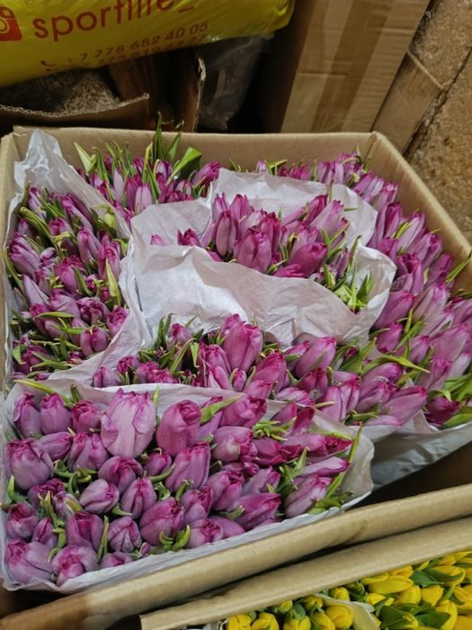 Тюльпаны оптом...