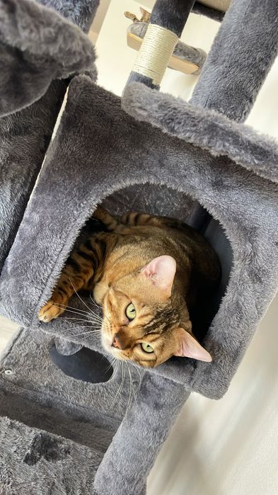 Бенгалски котета