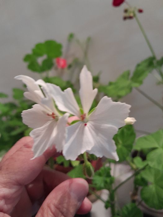 Цветы Щучий хвост