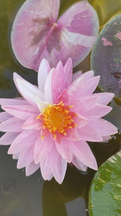 Водяные лилии, нимфеи, кувшинки