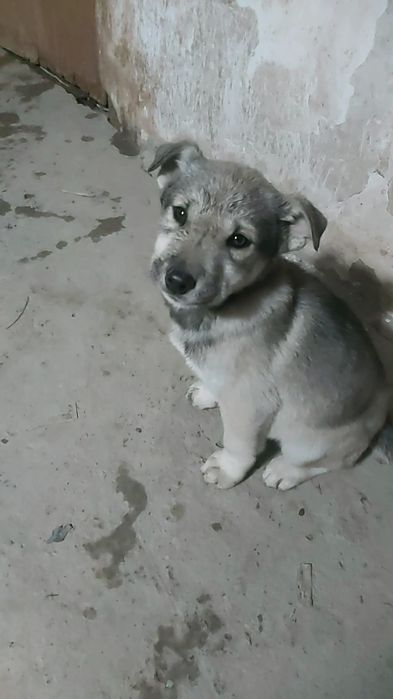 Щенки, помесь хаски