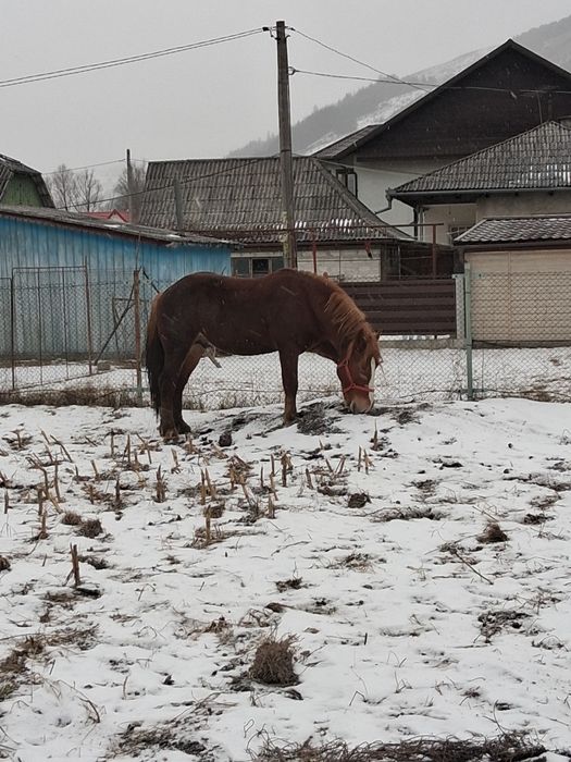 Armăsar de 3ani de vânzare