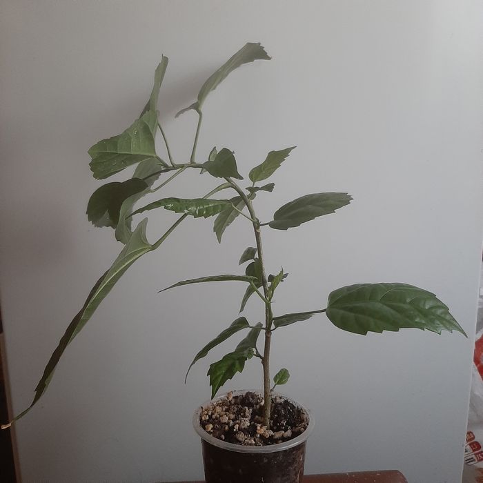 Китайская роза,  клеродендрум