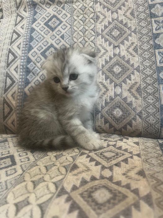 Котята шотландцы