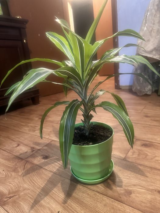 Комнатные цвет