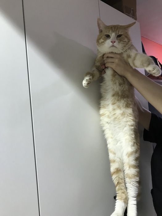 Котик ищет семью