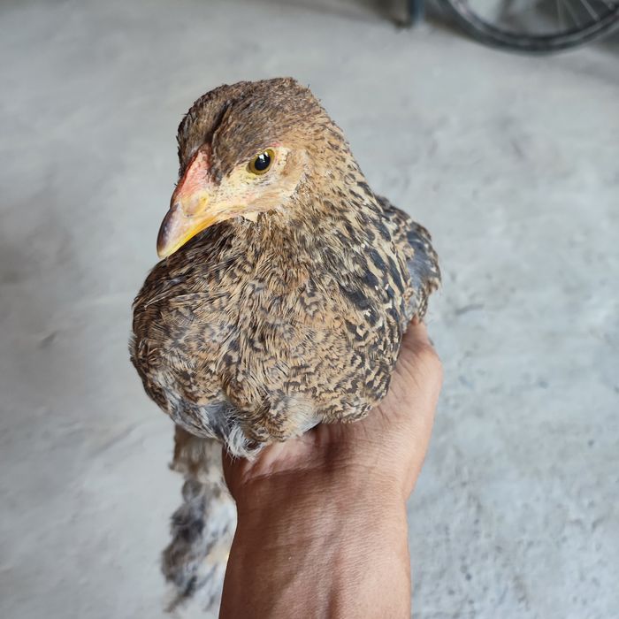 Brama jo'jalar 3 oylik