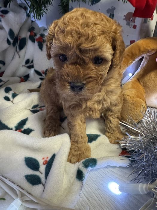 Той пудел/Toy poodle