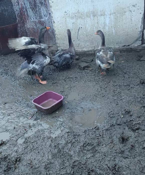 Vând familie de gâște