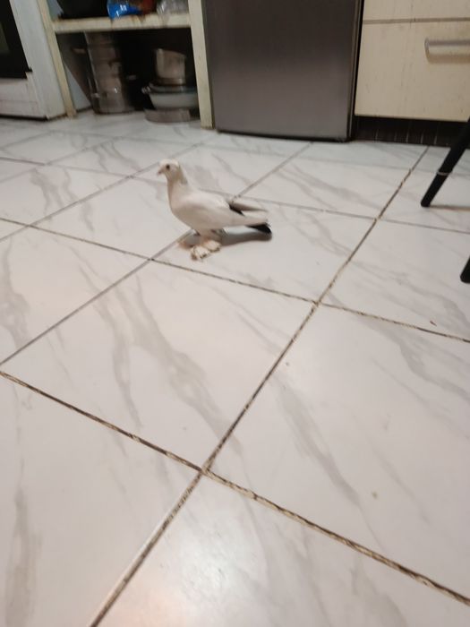 Голуби Чубатая лахманогая самка