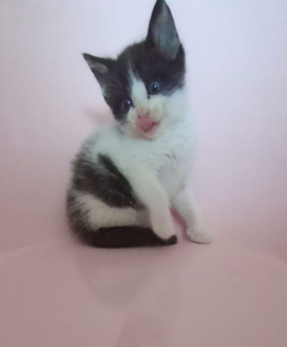Котенок в добрые руки