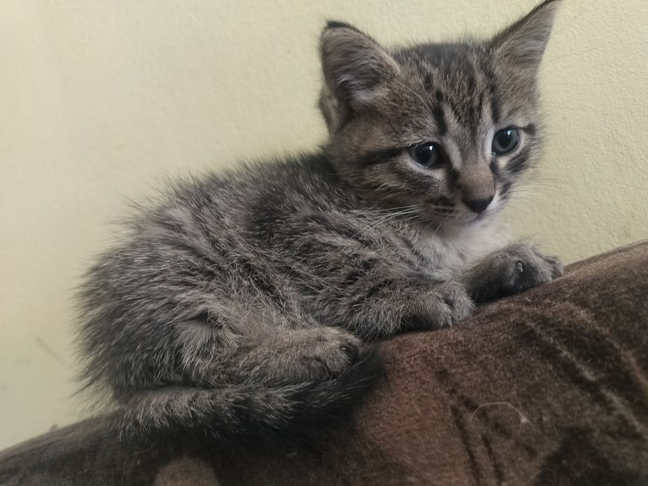 Отдам котенка мальчика