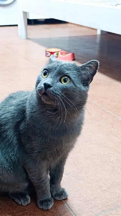 Кот в хорошие руки