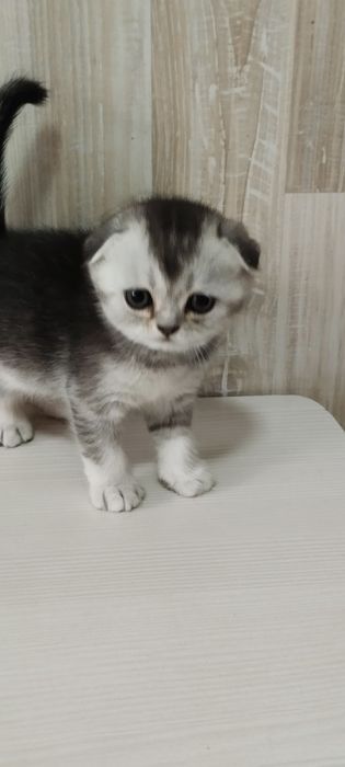 Котята шотландцы
