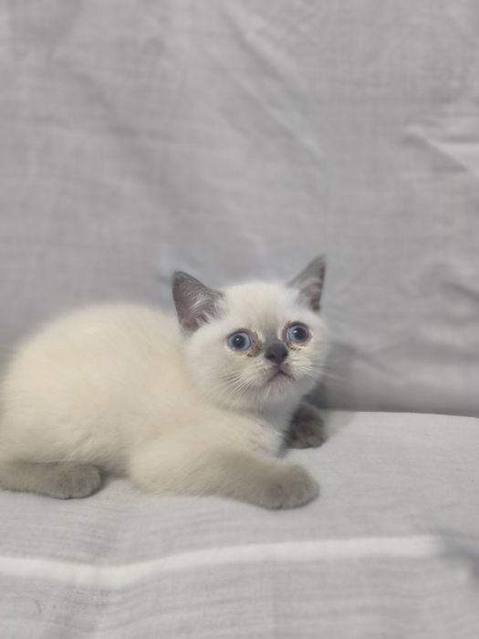 Шотландский скотиш страйт