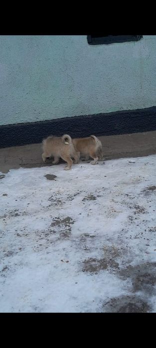 Западно сибирские щенки