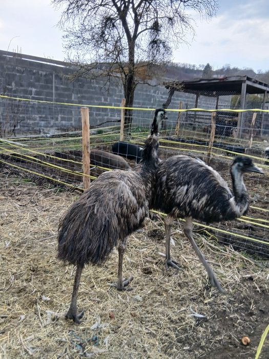 Pereche emu adultă