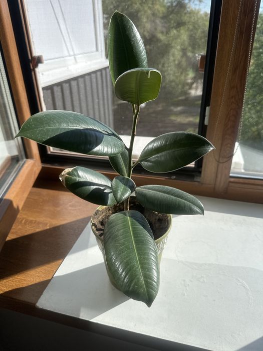 Комнатные цветы разные