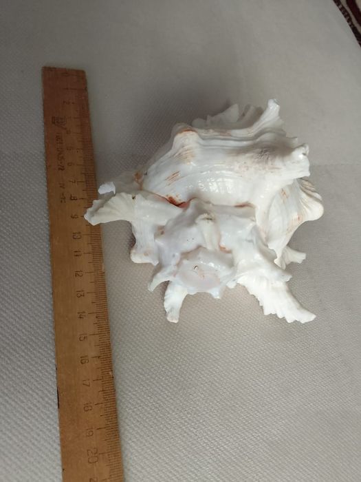 Продам ракушу с ГОА