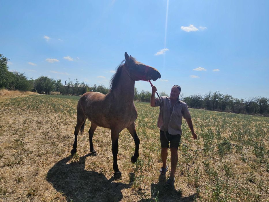 Iapa de vanzare 6 ani